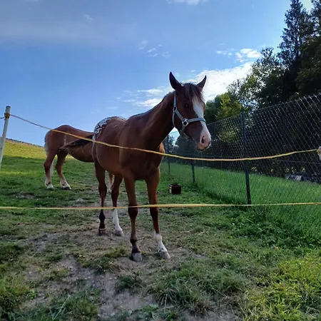 Pohoda Javorniky S Rozlahlym Pozemkom Villa