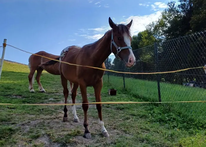 Pohoda Javorniky S Rozlahlym Pozemkom Villa